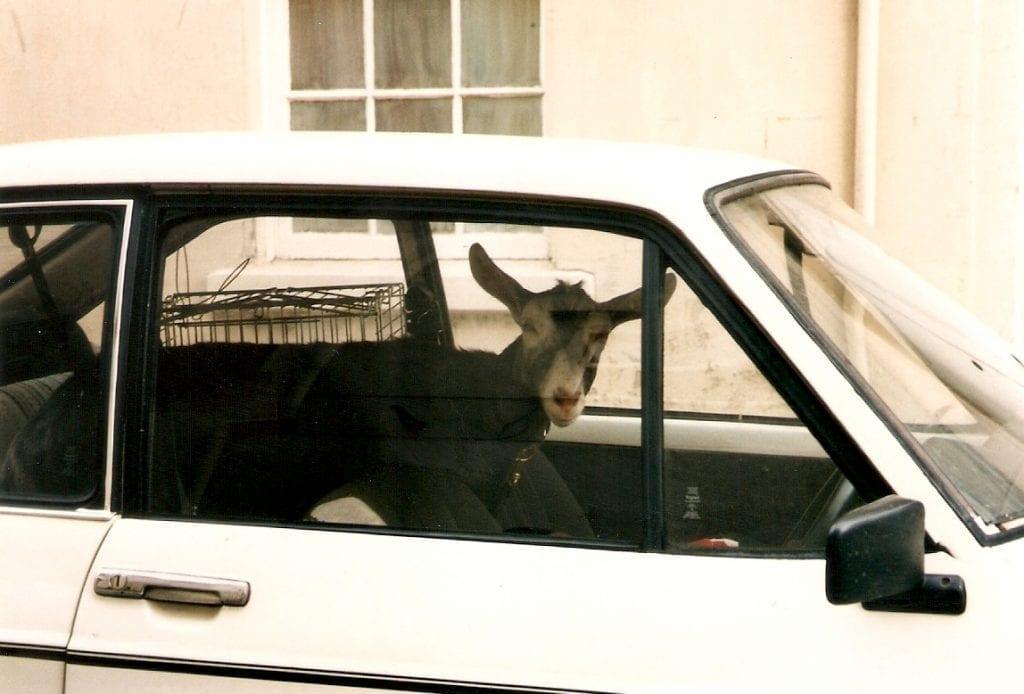goat in backseat of car